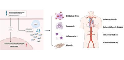 Mechanistic insights into heat shock protein 27, a potential therapeutic target for cardiovascular diseases